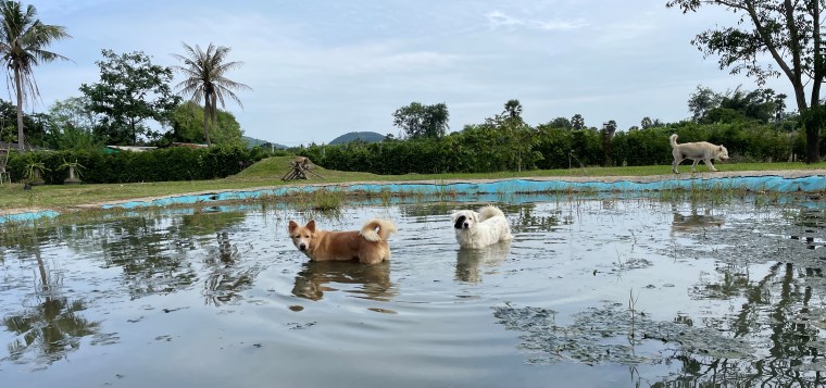 The Tale Of Paws And&nbsp;Tails